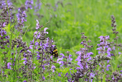 修复后的敕勒川草原上野蜂飞舞
